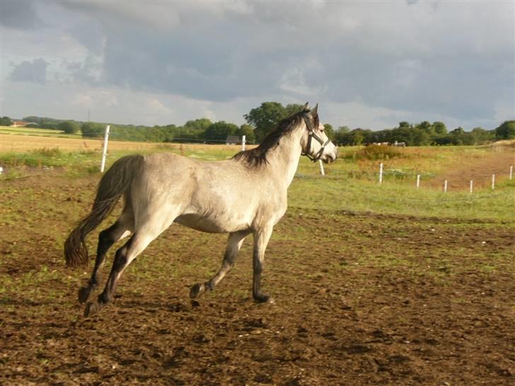 Welsh Pony (sec B) Spar Knægt  billede 2