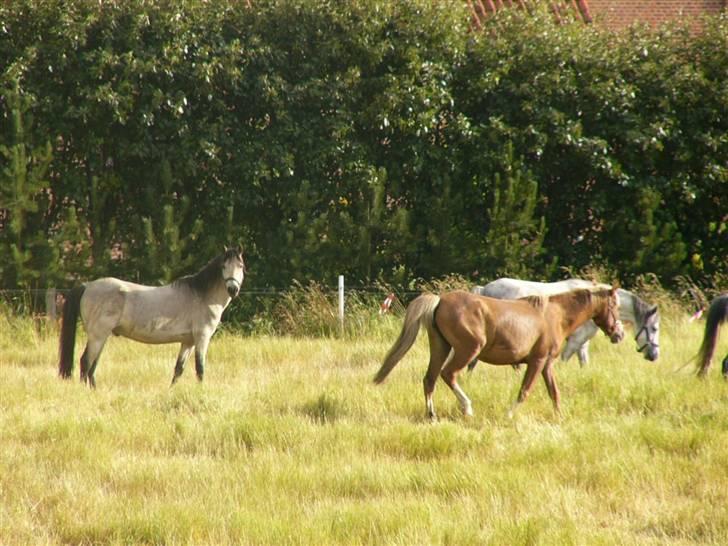 Welsh Pony (sec B) Spar Knægt  billede 3
