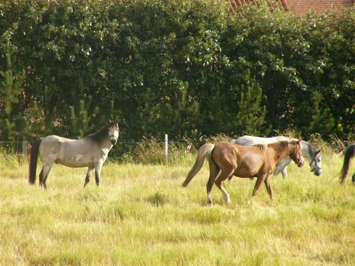 Welsh Pony (sec B) Spar Knægt  billede 3