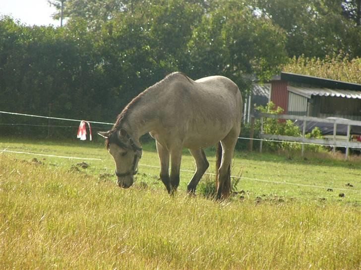 Welsh Pony (sec B) Spar Knægt  billede 4