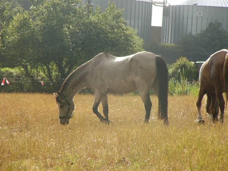 Welsh Pony (sec B) Spar Knægt  billede 5