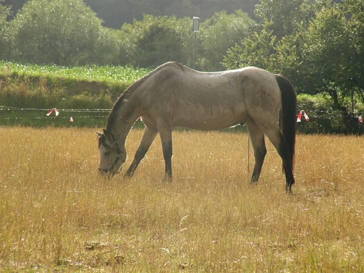 Welsh Pony (sec B) Spar Knægt  billede 6