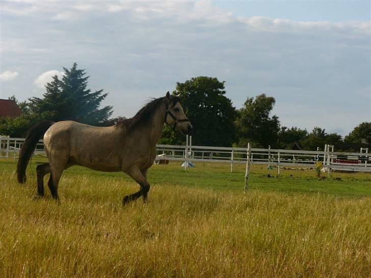 Welsh Pony (sec B) Spar Knægt  billede 7