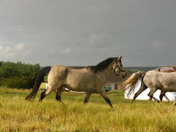Welsh Pony (sec B) Spar Knægt  billede 8