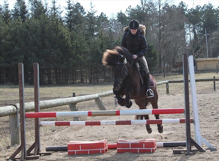 Islænder †  Laufi frá Hjalla  †  Min engel! - Okser, 80 cm. :) Suuuuper teknik han har fået! :*  Du er det hele + mere + uendelig meget af uendelig alting! Du er den allerbedste´ste af dem alle! Foto:Mor. billede 14