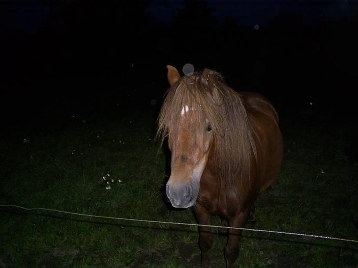 Anden særlig race Lui SOLGT - Lui :p billede 1