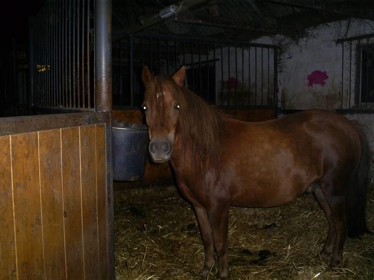 Anden særlig race Lui SOLGT - haha lui <3 billede 2