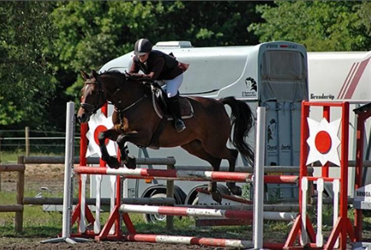 Dansk Varmblod Sawina - AFLIVET R.I.P.  - Springstævne ARK 2009 billede 5