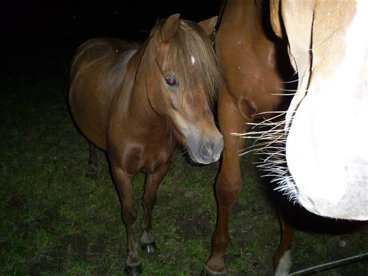 Anden særlig race Lui SOLGT - Lui på fold. billede 8