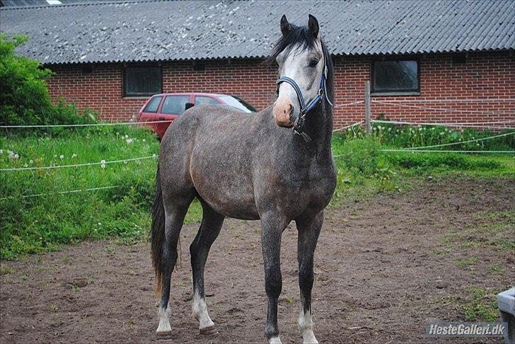 Anden særlig race Caliano (SOLGT) billede 1