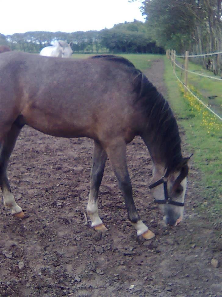 Anden særlig race Caliano (SOLGT) billede 2