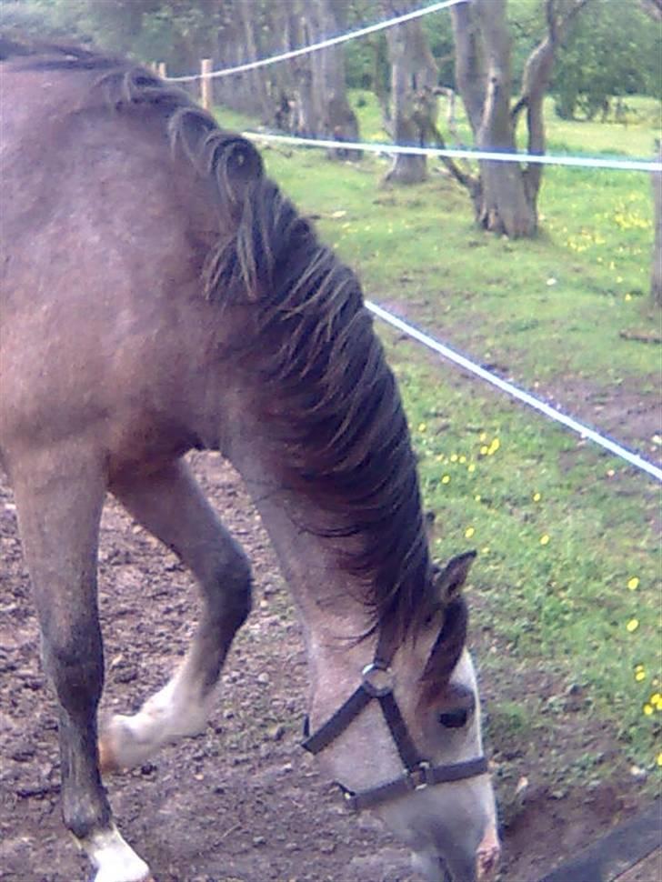 Anden særlig race Caliano (SOLGT) billede 3