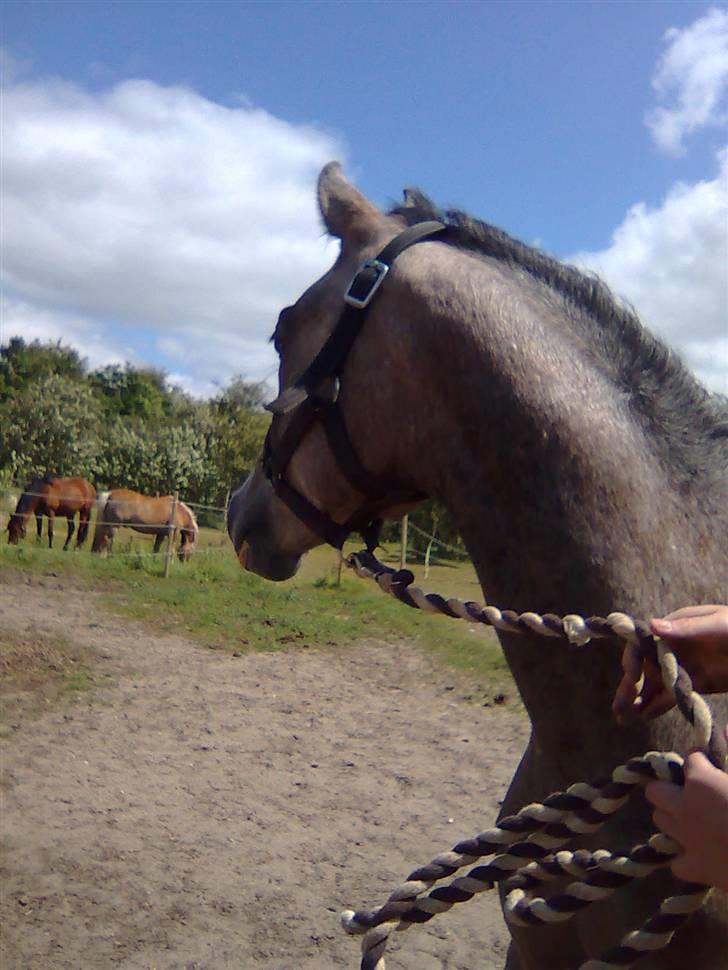 Anden særlig race Caliano (SOLGT) billede 4