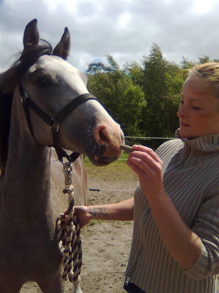 Anden særlig race Caliano (SOLGT) billede 5