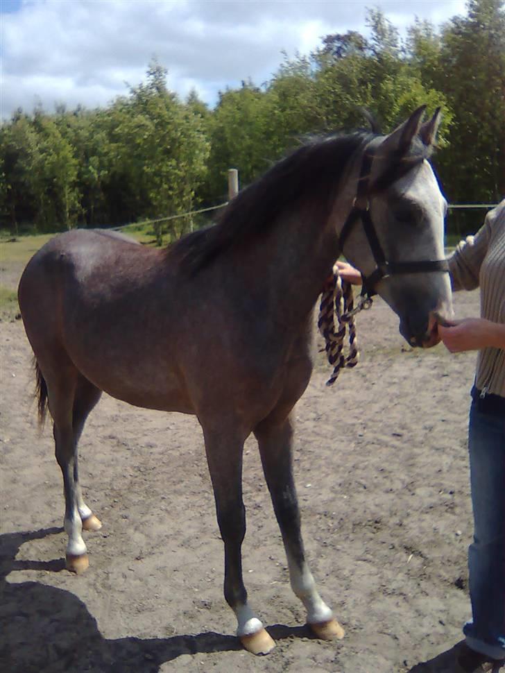 Anden særlig race Caliano (SOLGT) billede 6