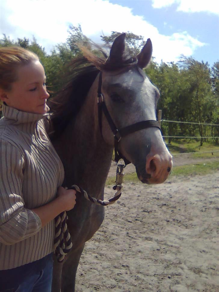 Anden særlig race Caliano (SOLGT) billede 7