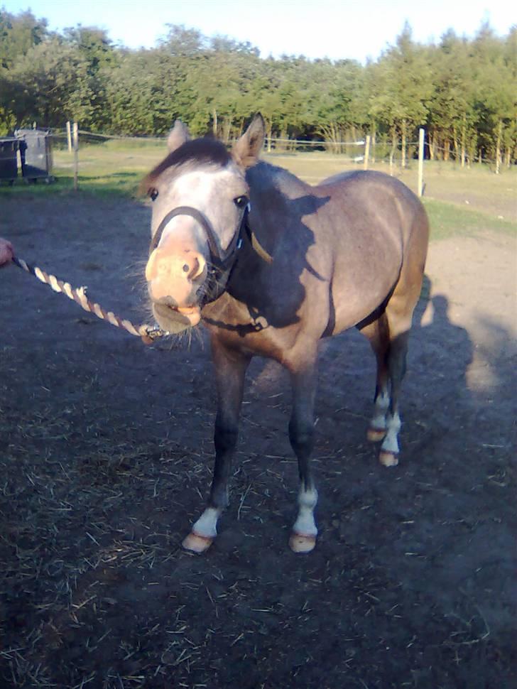 Anden særlig race Caliano (SOLGT) billede 8