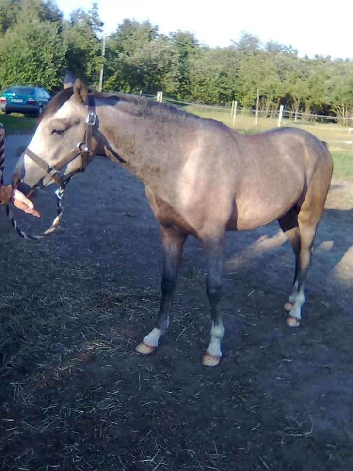 Anden særlig race Caliano (SOLGT) billede 9