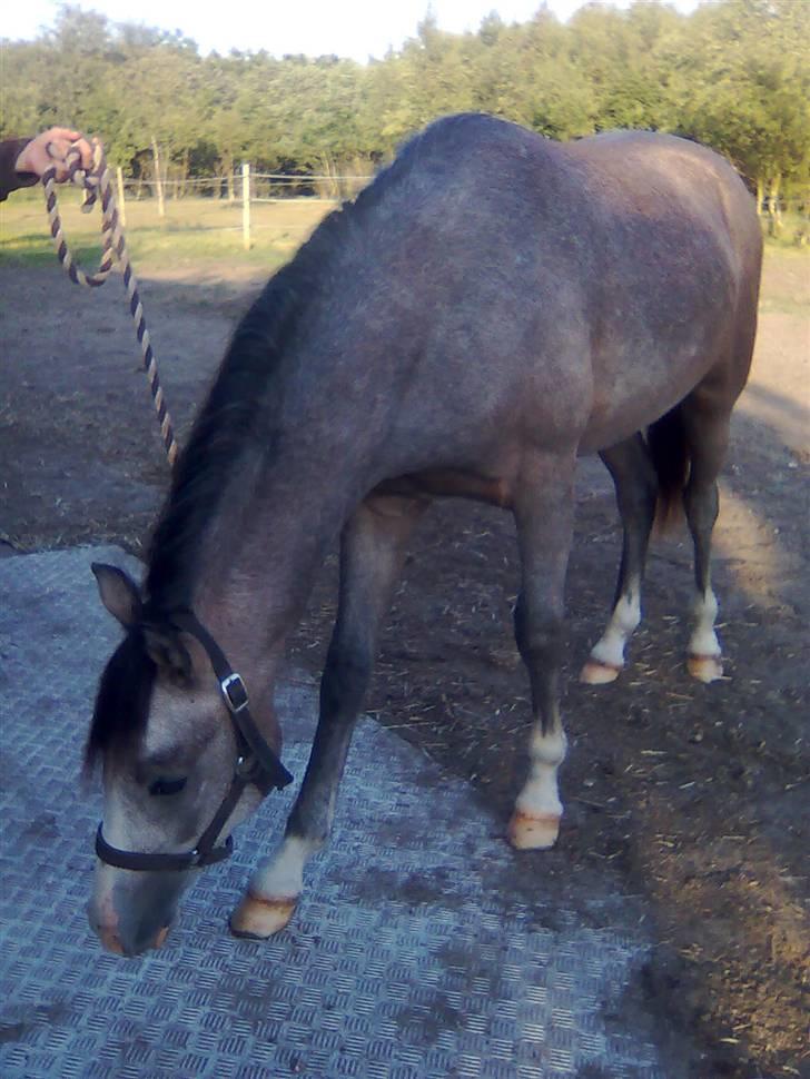 Anden særlig race Caliano (SOLGT) billede 10