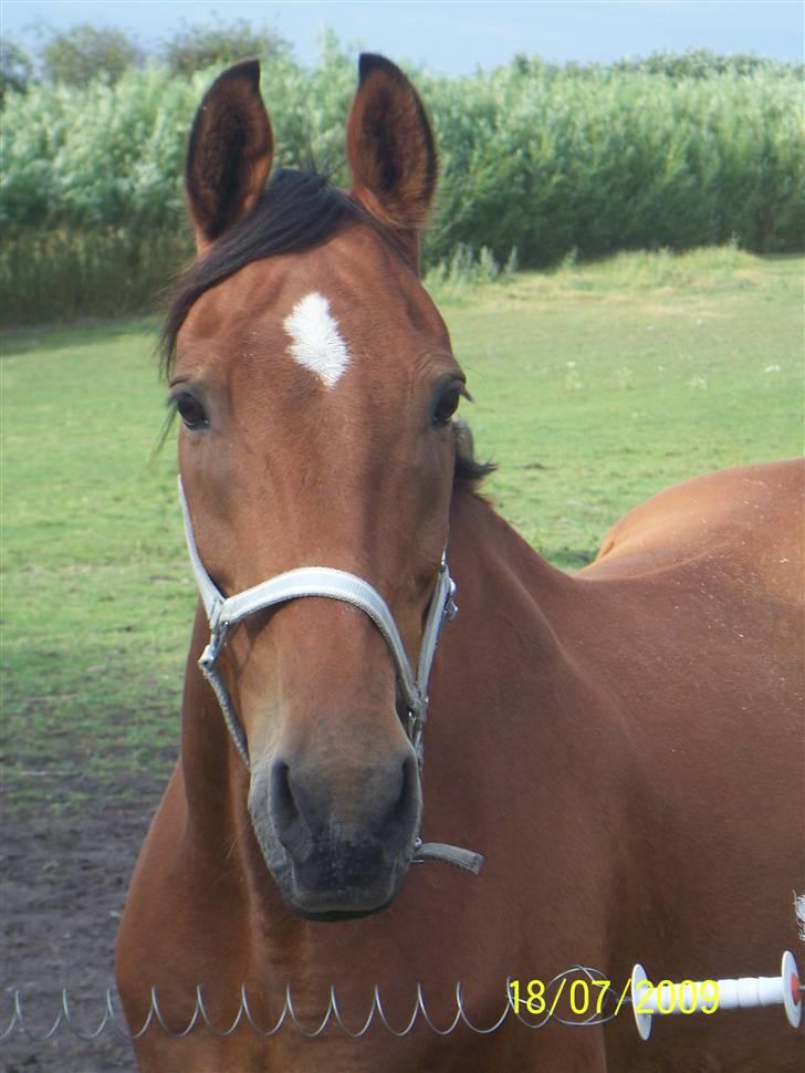 Holstener Charlie M.  billede 5