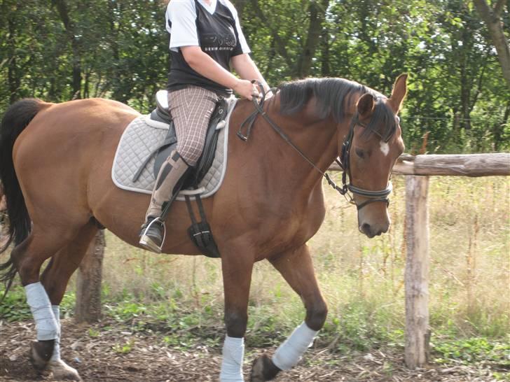 Holstener Charlie M.  billede 7