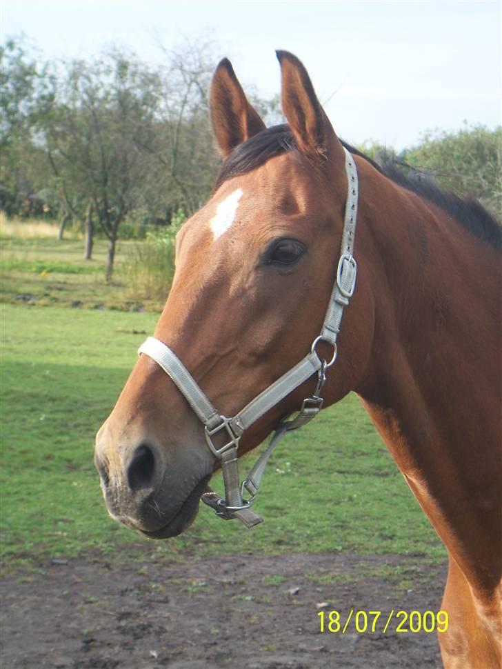 Holstener Charlie M.  billede 10