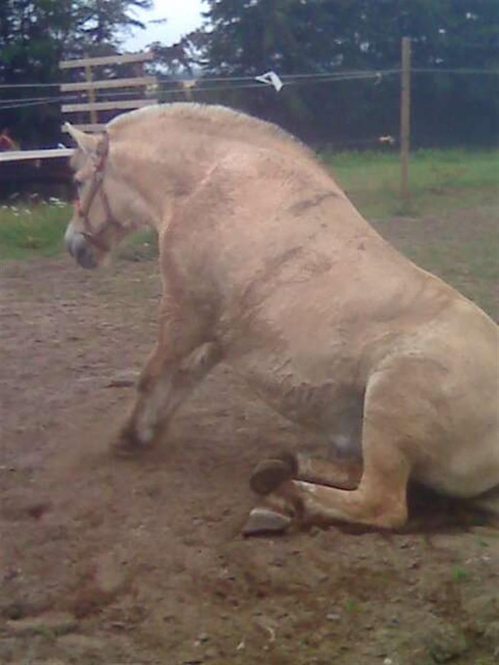 Fjordhest victor R.I.P - hvor mange heste kan li´ gøre det!!:) billede 9