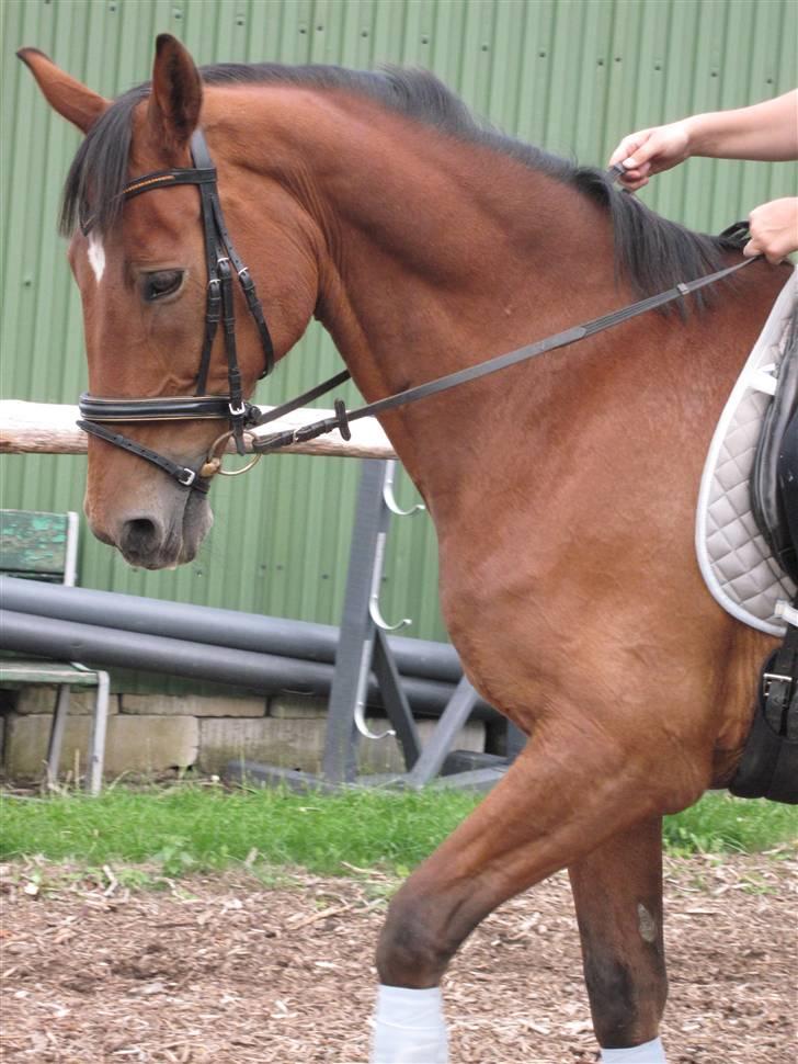 Holstener Charlie M.  billede 13