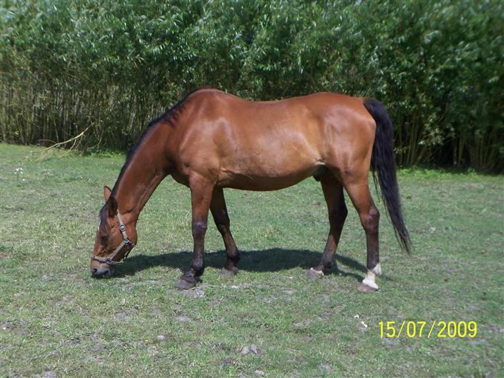 Holstener Charlie M.  billede 14