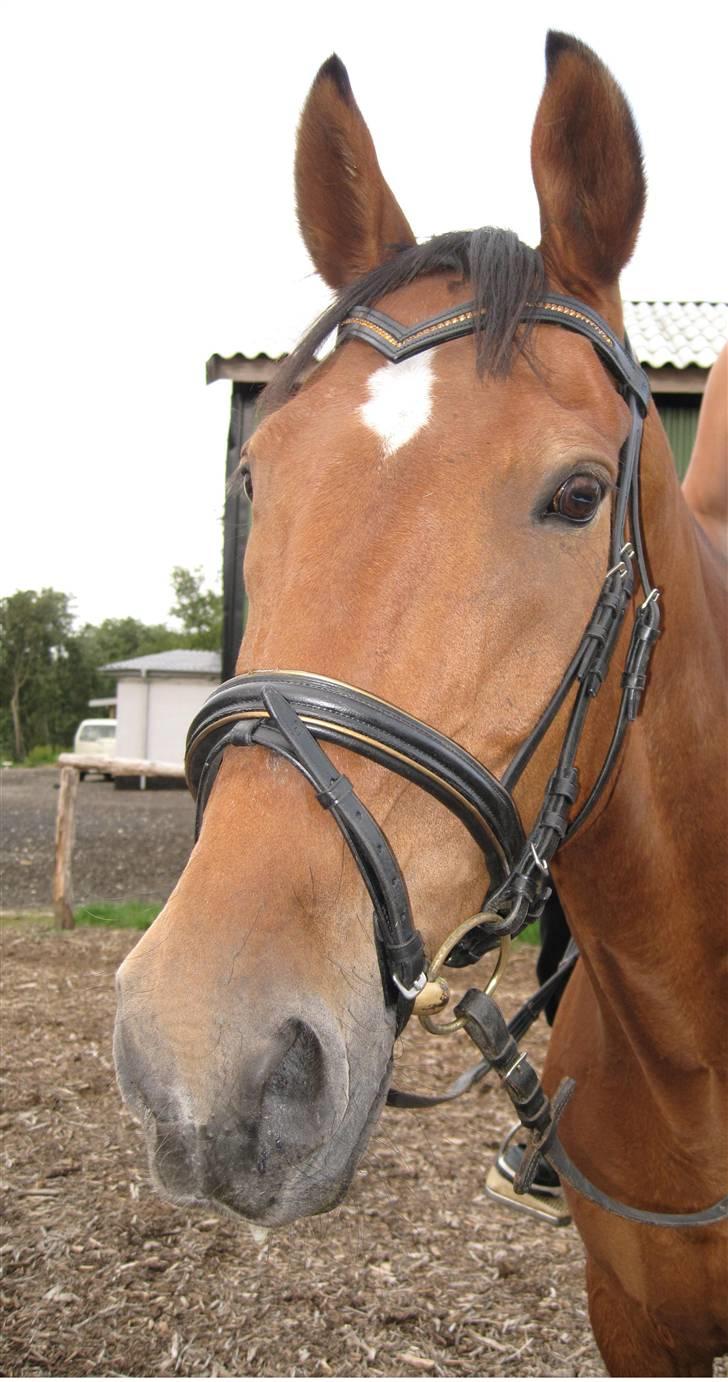 Holstener Charlie M.  billede 16