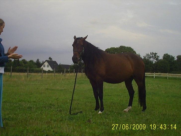 Anden særlig race Kianti - Min tykke mave. Fik føl 1 måned og 10 dage efter :) billede 8