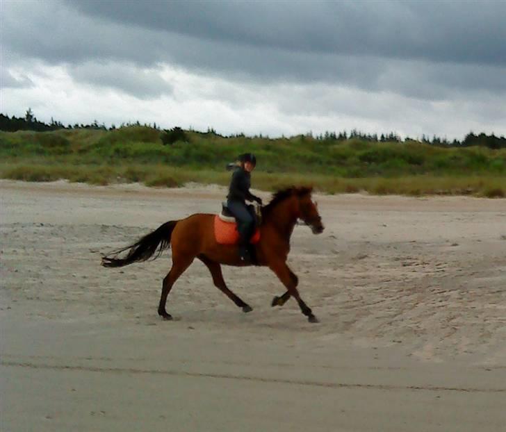 Traver Highlight<3†DØD†savnet:'( - fuld galop på stranden. foto kristina billede 14