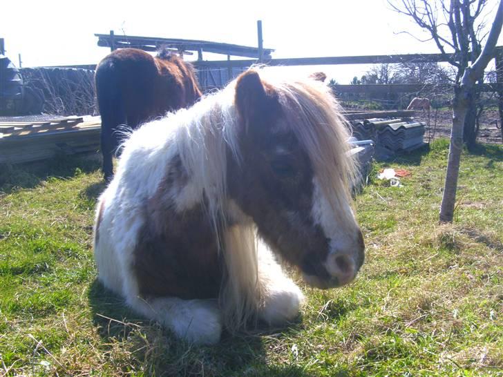 Shetlænder Sik :ø) <3 billede 1