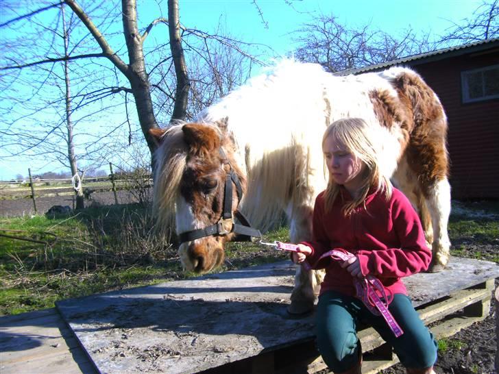 Shetlænder Sik :ø) <3 billede 3