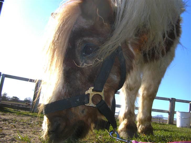 Shetlænder Sik :ø) <3 billede 4