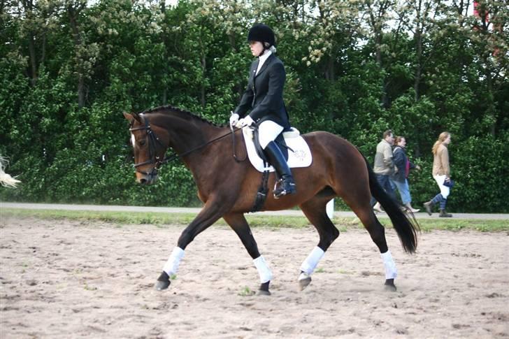 Trakehner Katalie Dyrhave - Vores første stævne sammen lc1 62,5% billede 2