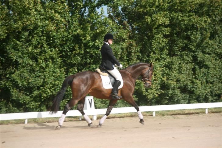 Trakehner Katalie Dyrhave - lc1 billede 3