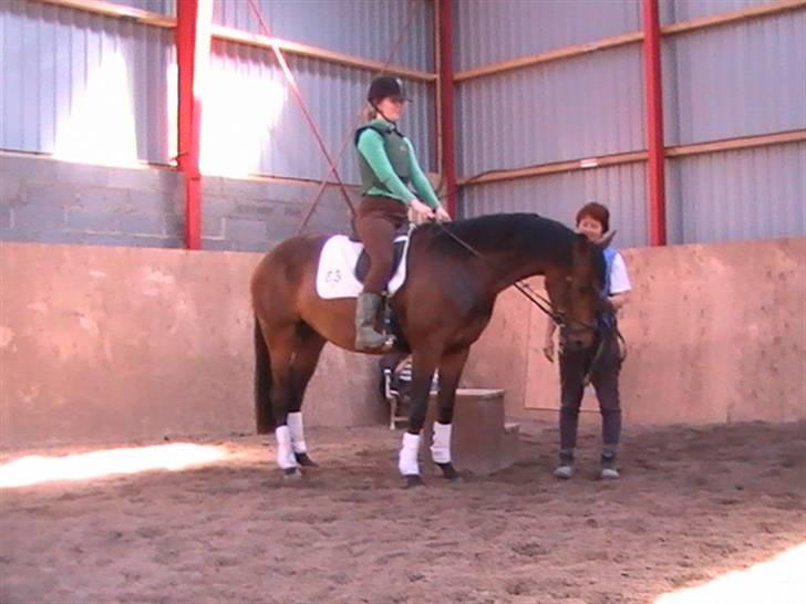 Trakehner Katalie Dyrhave - Første med rytter/mig billede 4