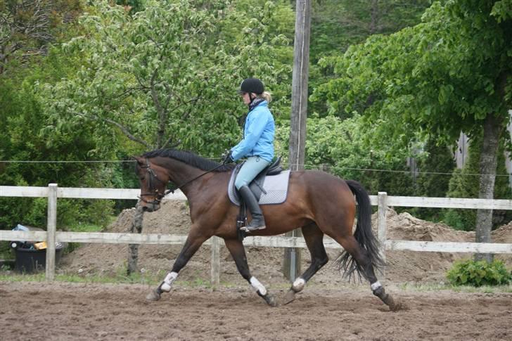 Trakehner Katalie Dyrhave - 1.gang til undervisning. 4 gange jeg rider hende billede 7