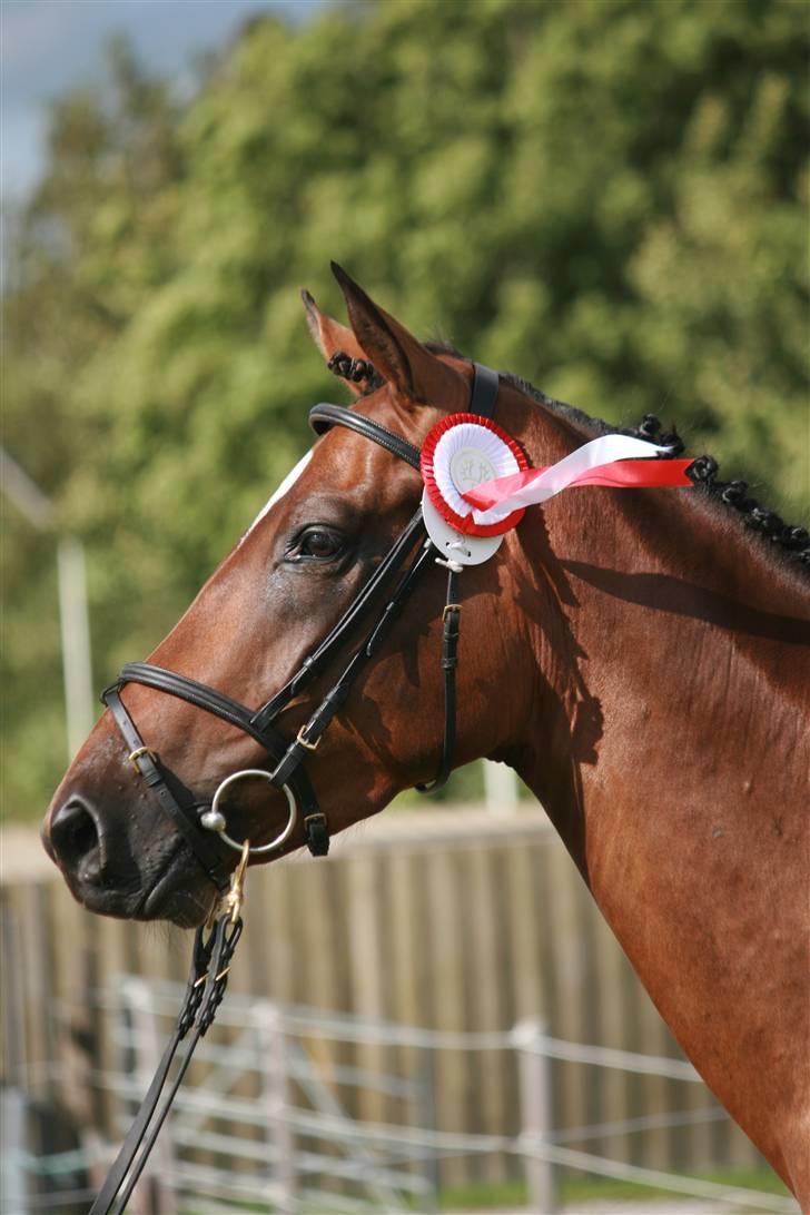 Trakehner Katalie Dyrhave - kåring 2008 billede 8