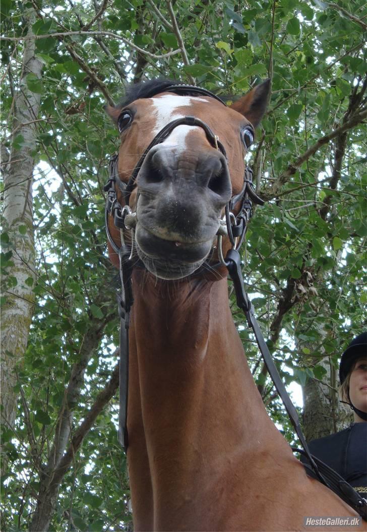 Anden særlig race Robin. (Tidl. part) - Dav, siger Robin billede 13