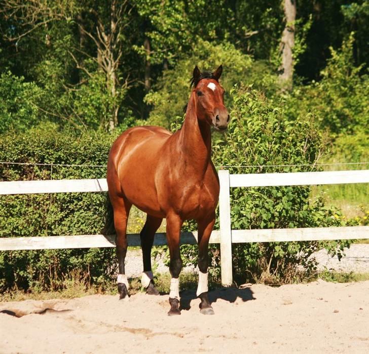 Trakehner Katalie Dyrhave - smukke billede 9