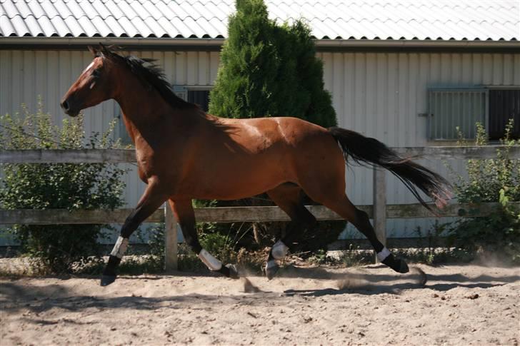 Trakehner Katalie Dyrhave - vidunderlig trav billede 10