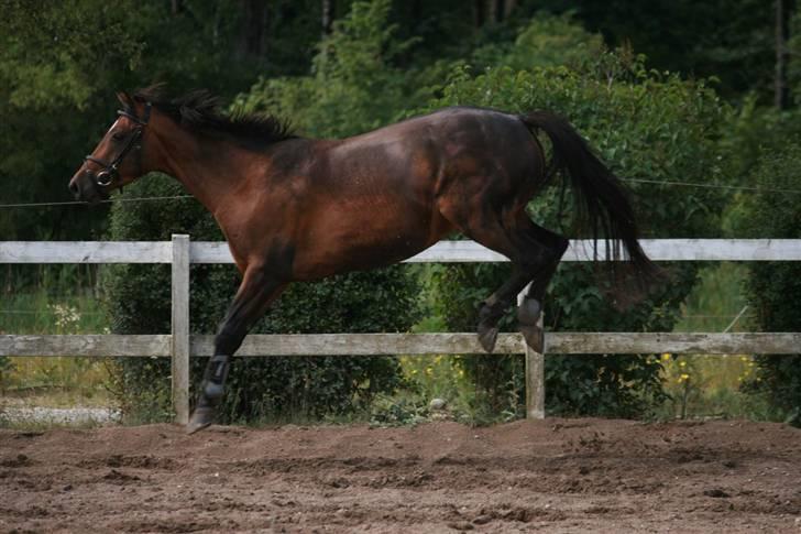 Trakehner Katalie Dyrhave - Katalie kan flyve billede 11