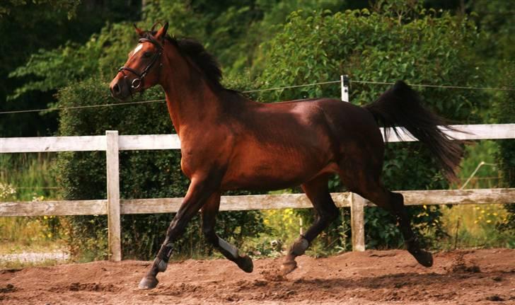 Trakehner Katalie Dyrhave - Lækker billede 12