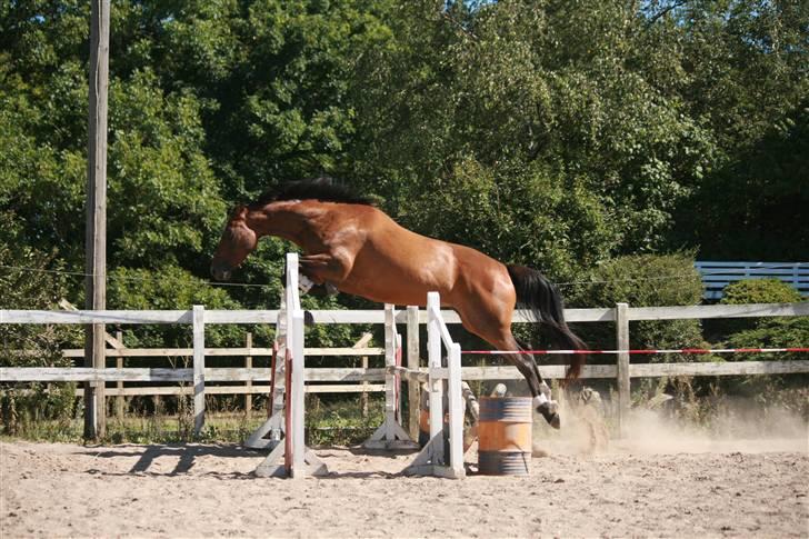 Trakehner Katalie Dyrhave - Løsspringning  billede 13