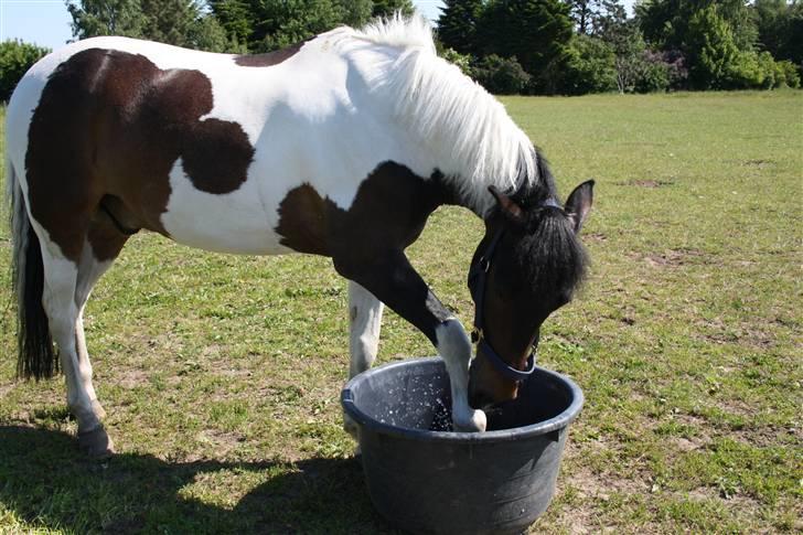 Anden særlig race Royal Rubin - arhh ja vand... billede 1