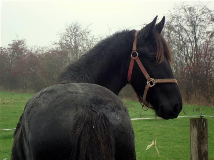 Frieser ¤  Naja   (NULLE) ¤   - 04-12-2009   billede 3