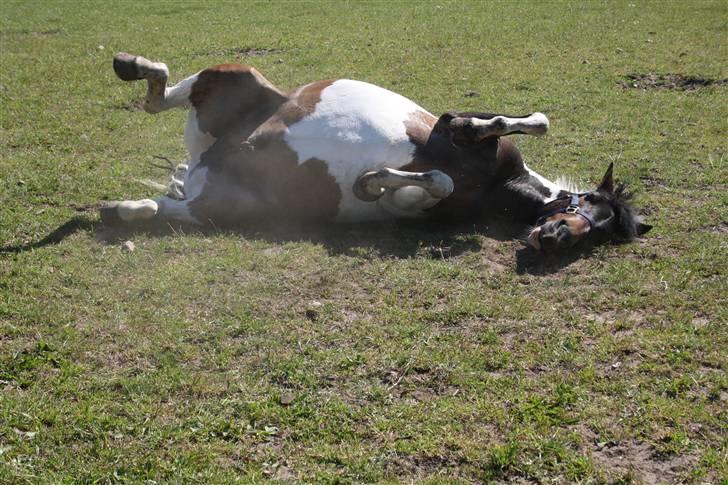 Anden særlig race Royal Rubin - Arghhh..... dejligt billede 3