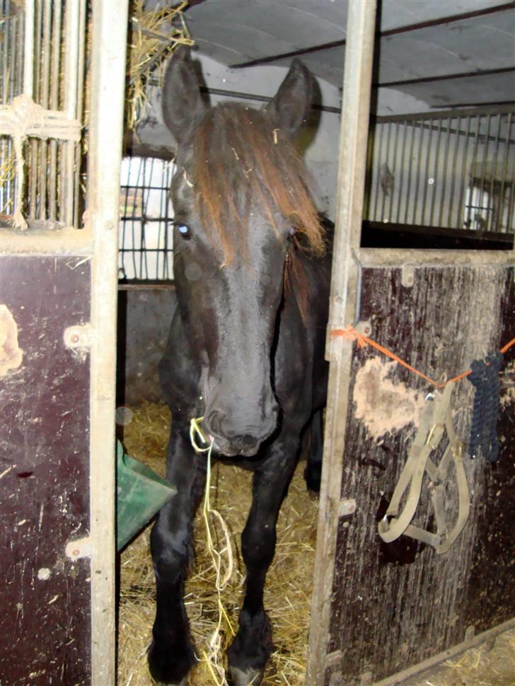 Frieser ¤  Naja   (NULLE) ¤   - 12-11-2009 billede 6